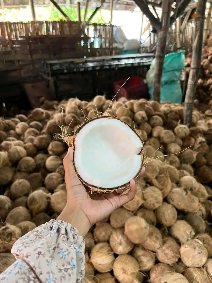 Fresh Old Coconut