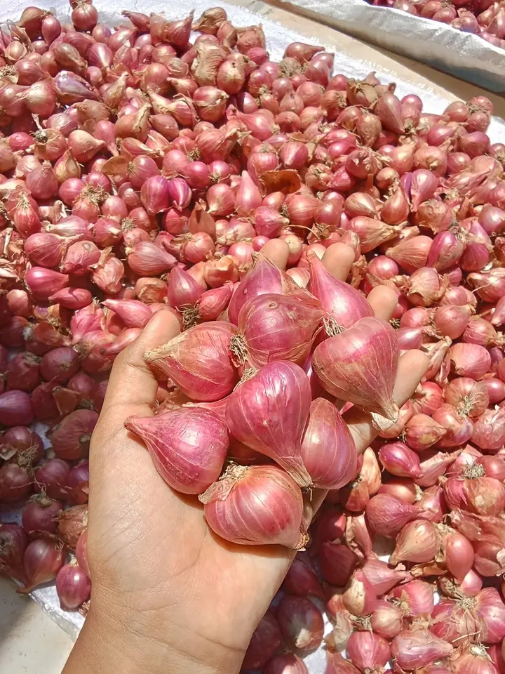 Red Onion (Shallots)