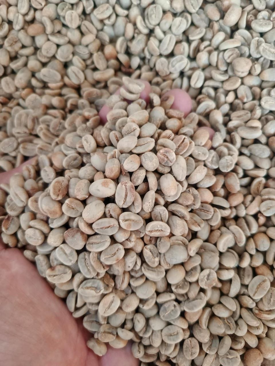 Arabica Yellow Cattura Grade I