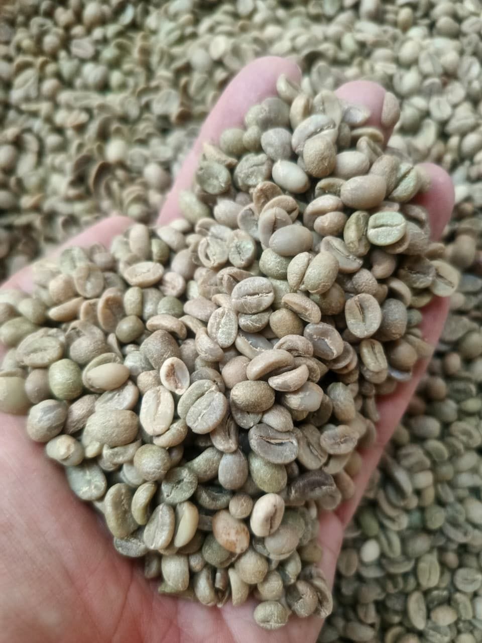 Arabica Natural Grade 2 Ijen, Raung