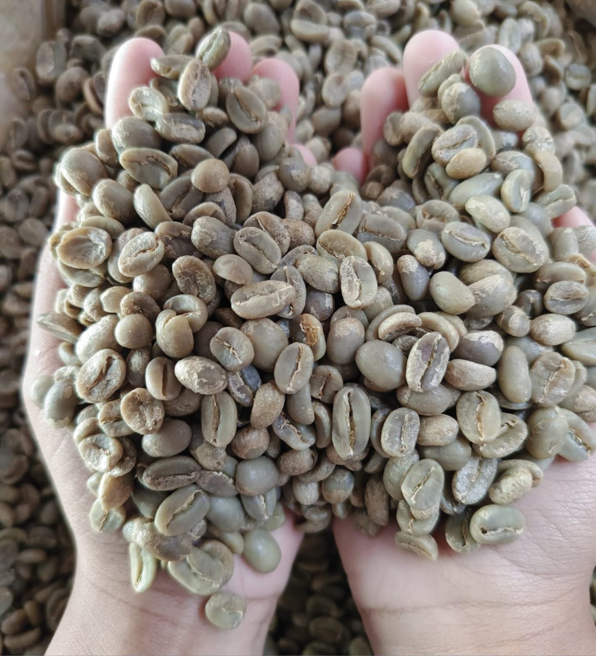 Arabica Full Wash Grade I Ijen, Raung